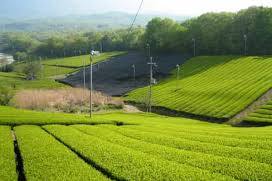 Midori ® Te Matcha Ceremonial de Calidad Suprema